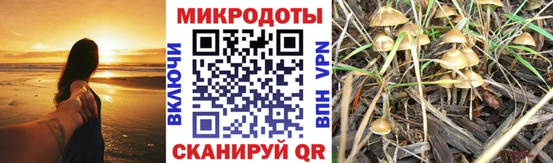 Галлюциногенные грибы Psilocybine cubensis продажа наркотиков гидра сайт Кстово